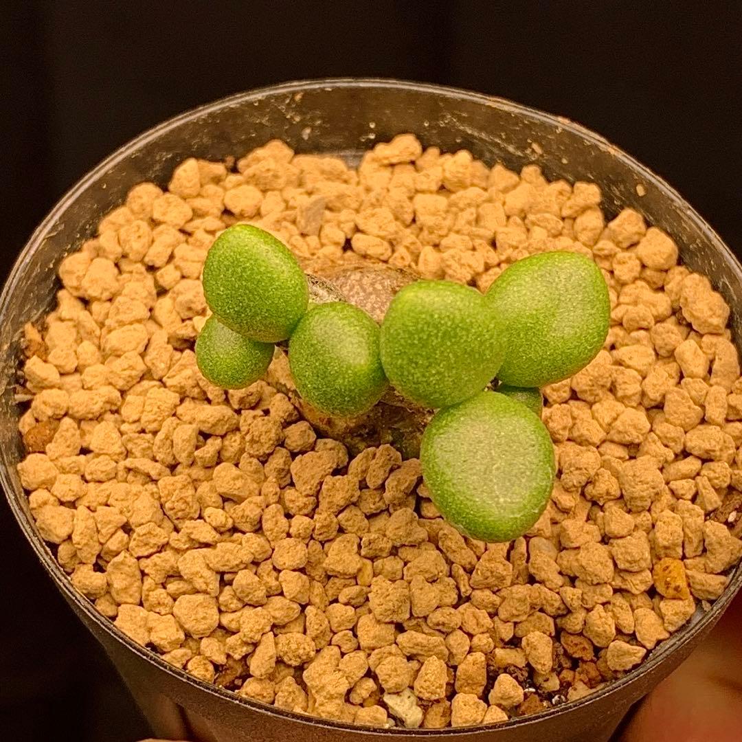 プニプニ双頭！ チレコドン ポドレイアエ 多肉植物 塊根植物 実生