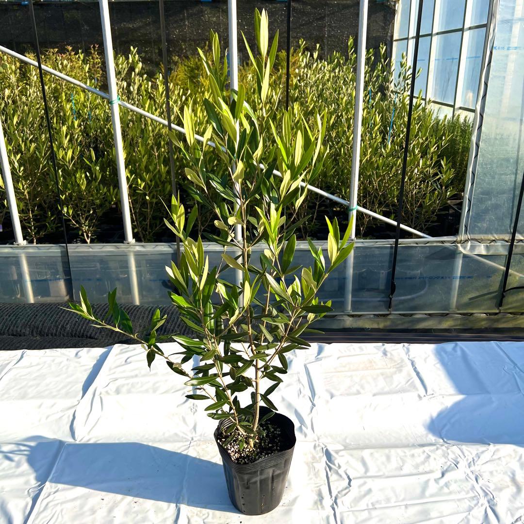 【あずき。プロフご覧ください。】ひなかぜ　4本セット