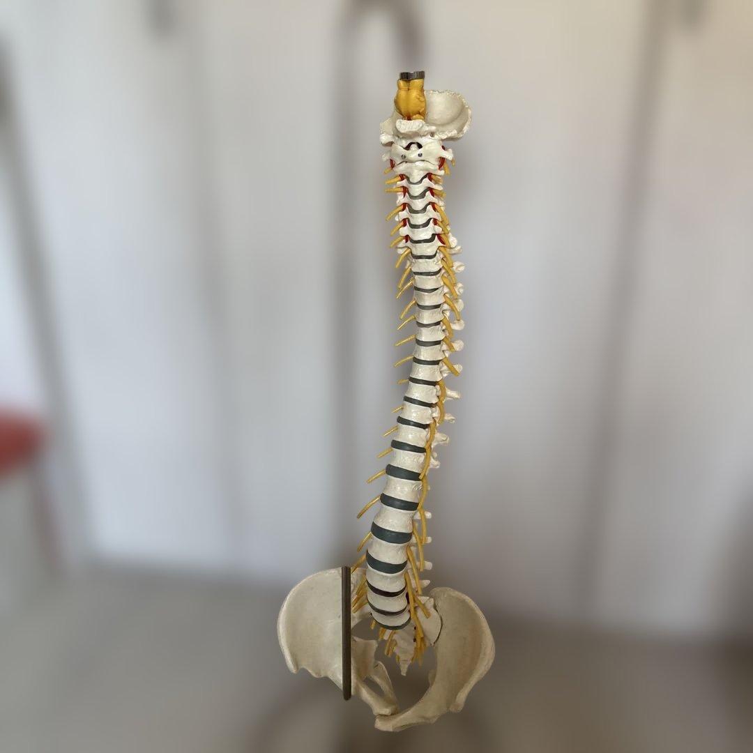 人体模型 脊椎構造 全健会