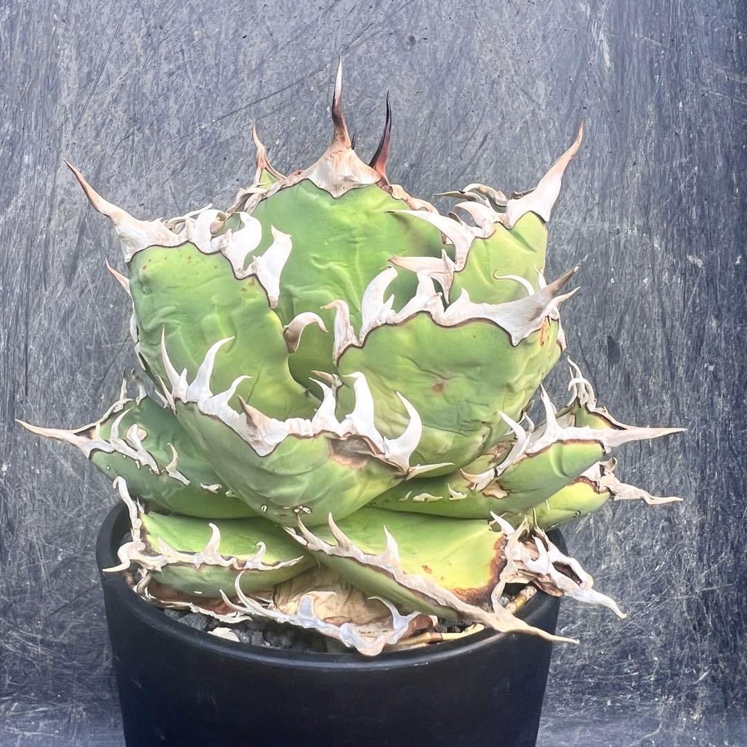 アガベ チタノタ オテロイ 包心龍 OC株 太バンド 14