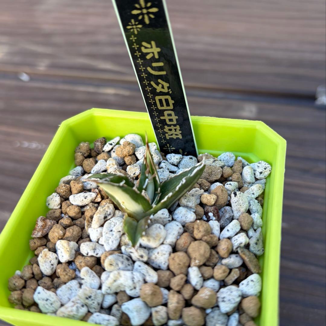 アガベ 激レア ホリダ 白中斑