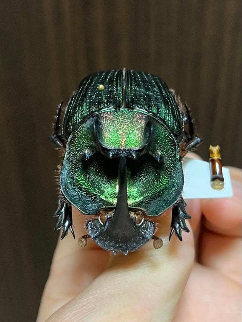 エンシフェルオオニジダイコク 昆虫標本の通販はau PAY マーケット