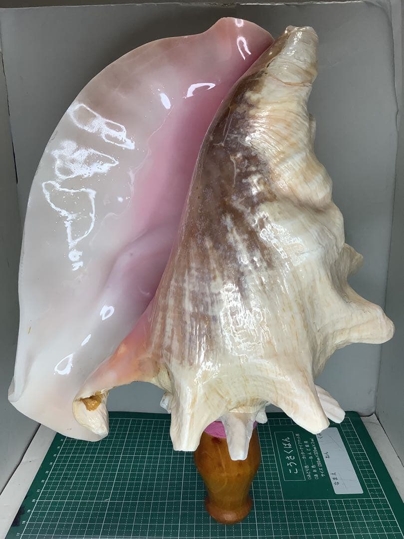 ヤフメリ58・ピンクガイ・法螺貝・山伏・修験者・豊臣兄弟・羽黒山