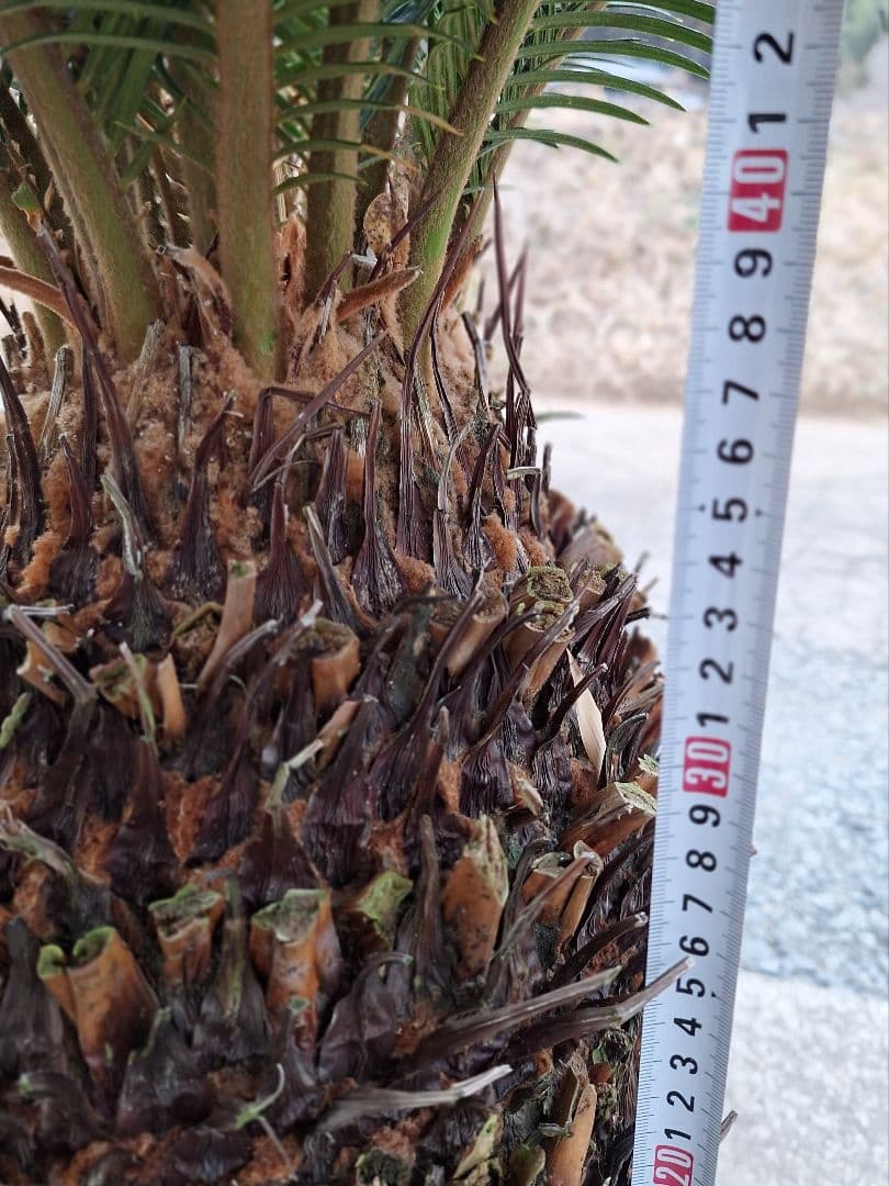 ご注意) 葉を切っての発送になります。 ソテツ 蘇鉄 極太 美株 - メルカリ