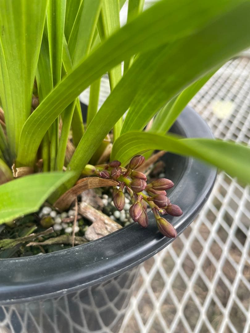 R8年キンリョウヘン花芽10本#4 - メルカリ