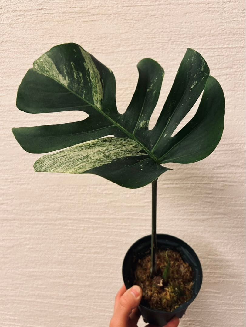 さだはるページ。 楽天市場】【早い者勝ち！最大400円OFFクーポン配布】櫛橋紋織 DOUBLE