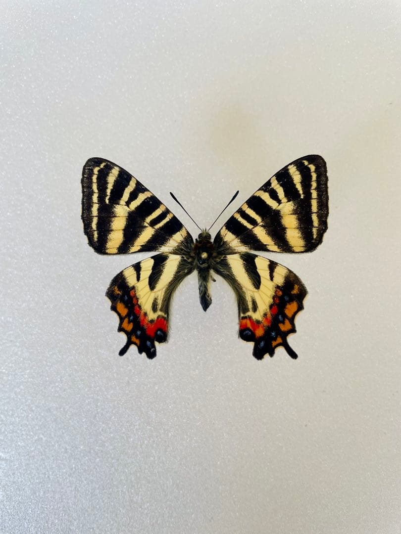 【異常型・赤紋型】ギフチョウ（滋賀県・飼育品） 異常型・赤紋型】ギフチョウ（滋賀県・飼育品） 異常型・赤紋型