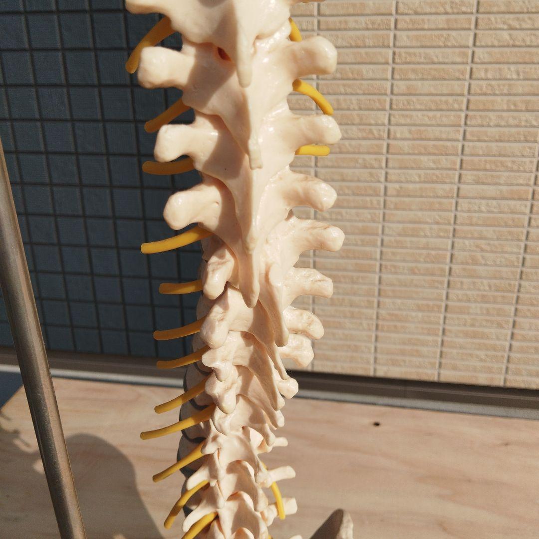 ドイツSOMSO（ソムソ）社製の脊柱骨格模型✨ガハハ本舗お宝倉庫市