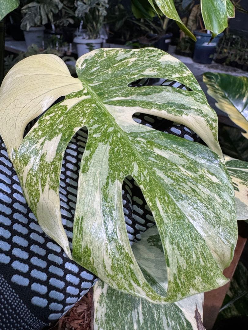 LG2モンステラ レガシー 美斑入り株