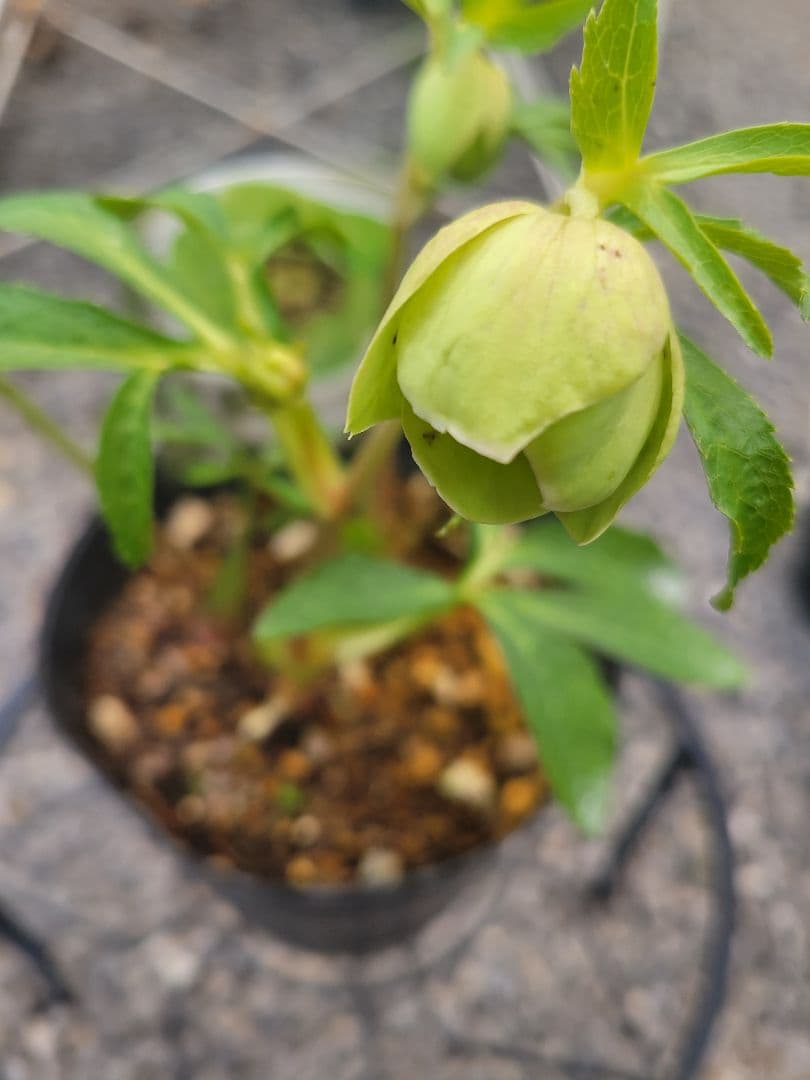 衛*様 クリスマスローズ グリーンブロッチ 爪白 - メルカリ