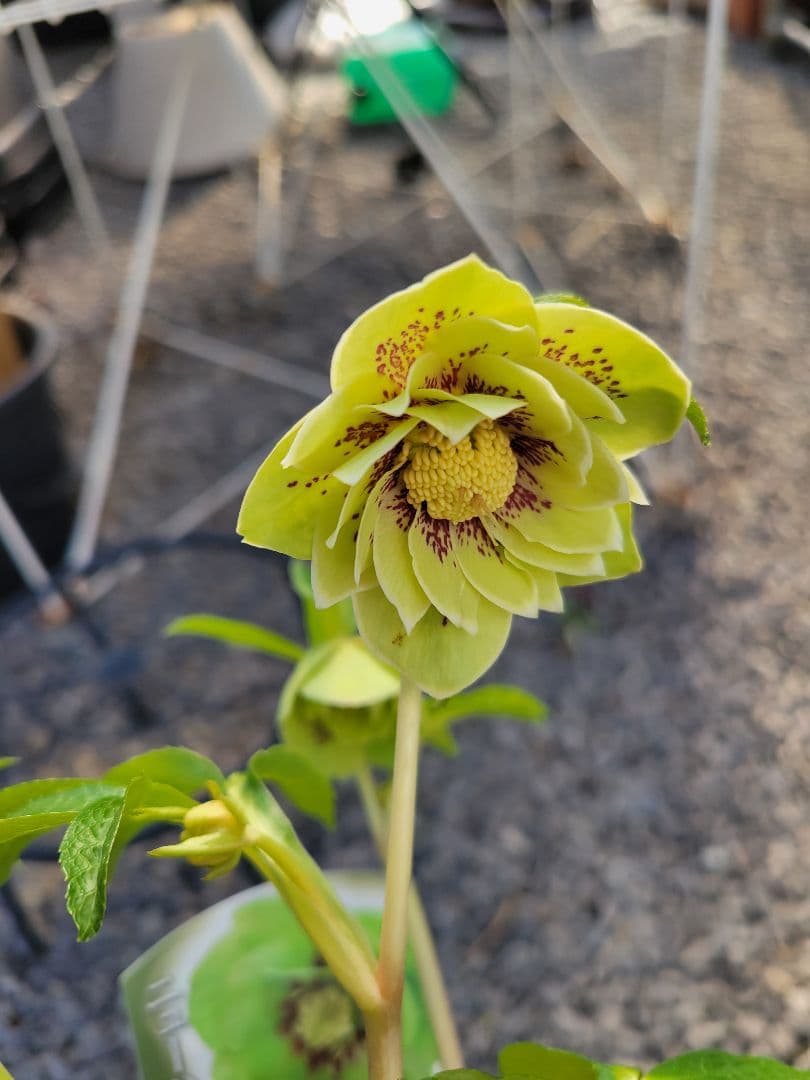 衛*様 クリスマスローズ グリーンブロッチ 爪白 - メルカリ