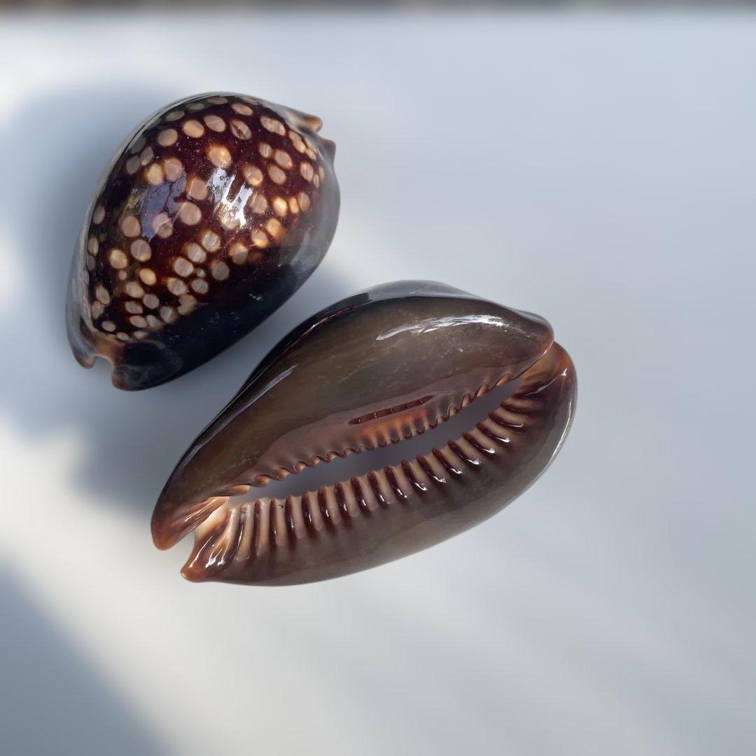 沖縄産 ハチジョウダカラ タカラガイ30年前 宝貝 - メルカリ