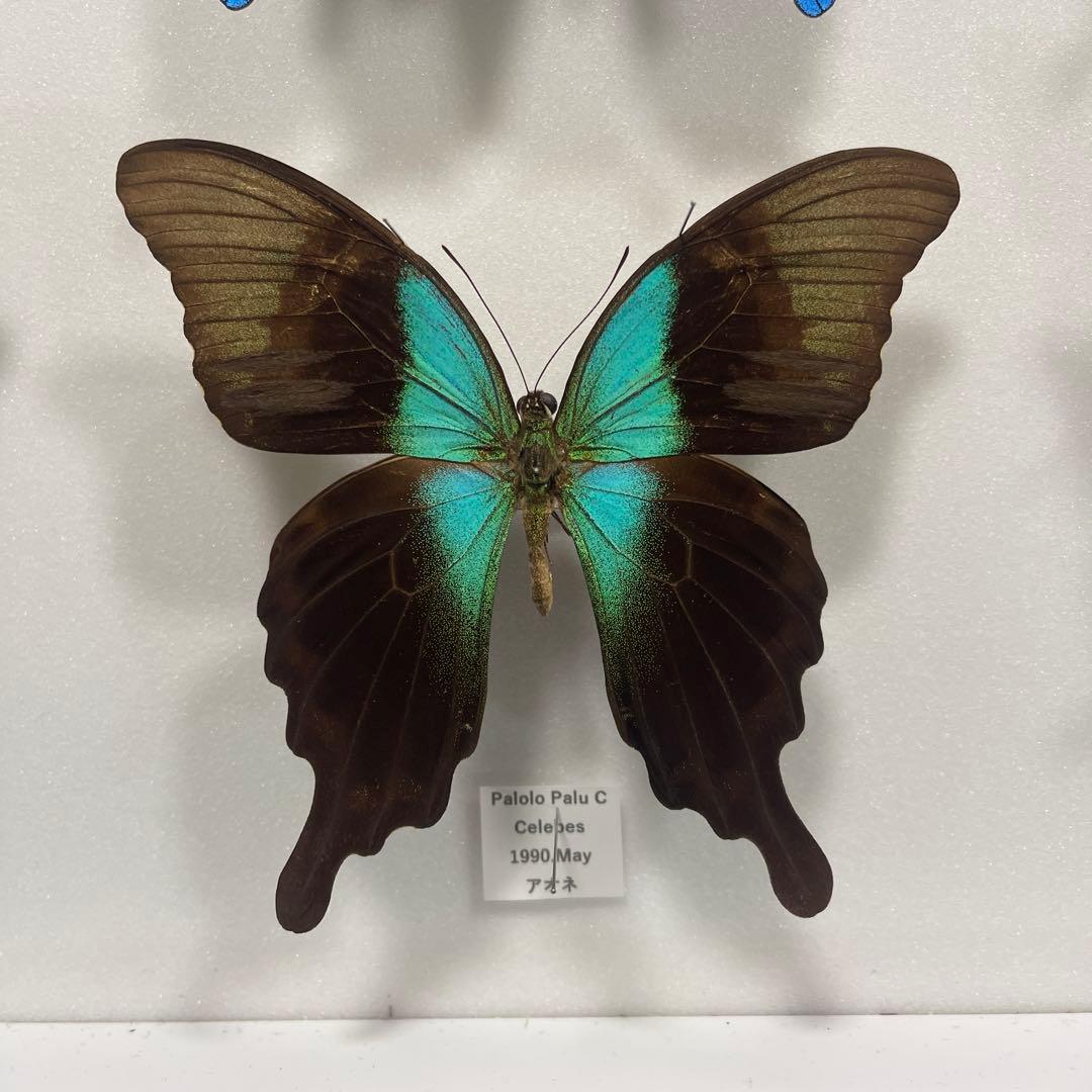 青と黒色のコントラストが美しいアゲハ蝶ドイツ箱入り標本 - メルカリ