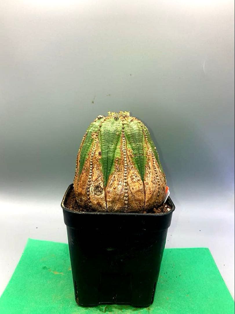 《3号WO》ユーフォルビア　オールドオベサ　雌株