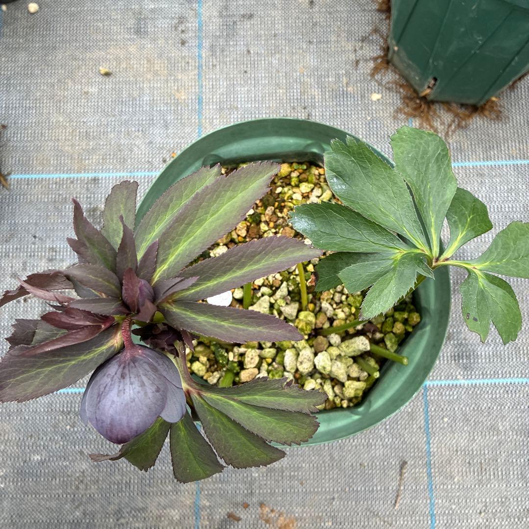 クリスマスローズ 木口交配 実生 スモーキーブルー 6寸 - メルカリ