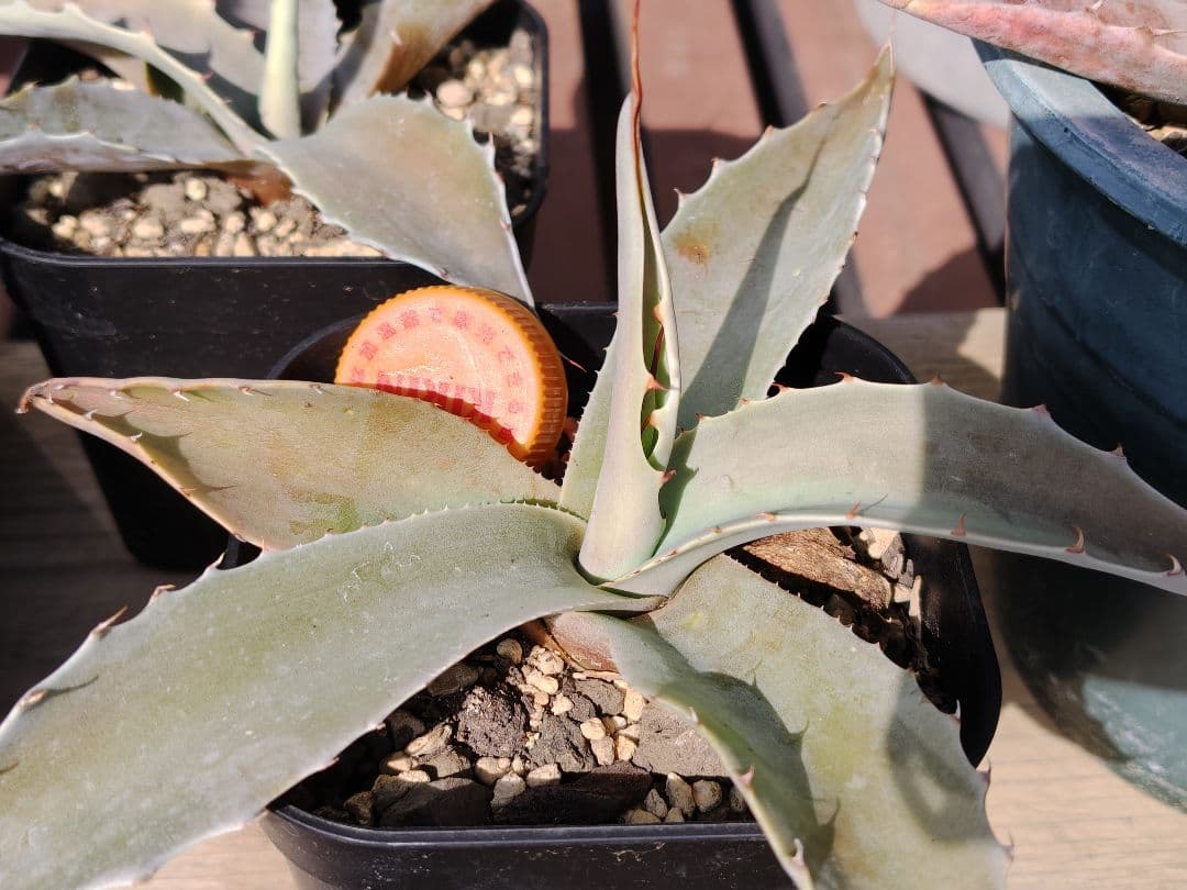 耐寒性アガベ オバティフォリア実生 ドライガーデン パリー パラサナ