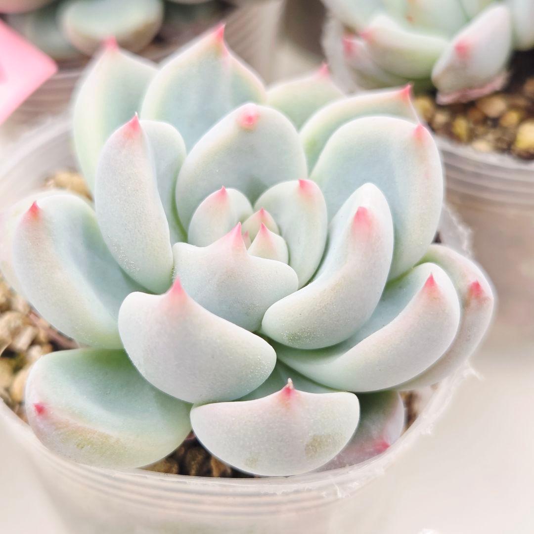 プーさん様 ミソップさん 4苗