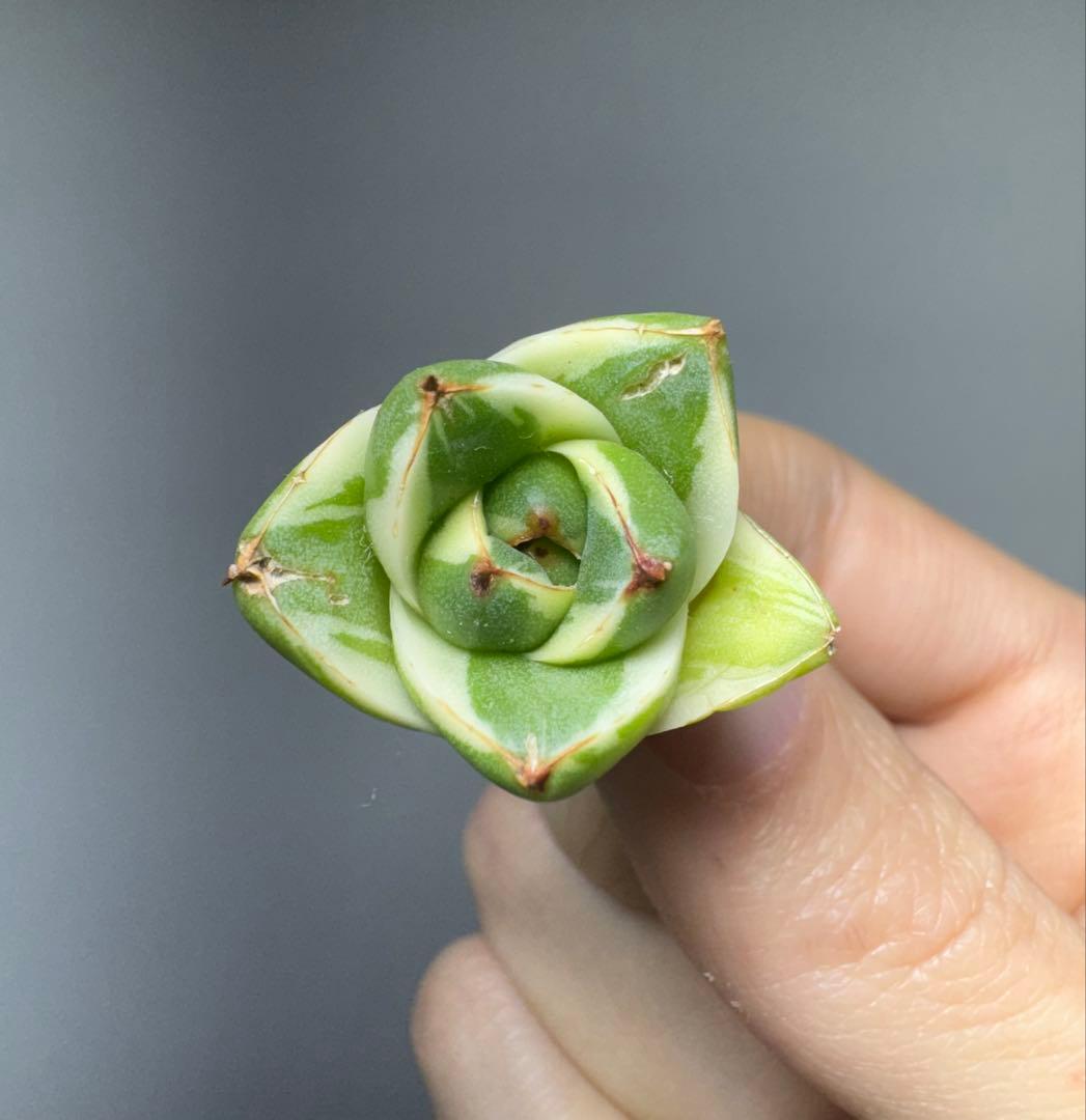 M*g様 アガベ ピンキー “王妃笹の雪A型” 白覆輪斑 - メルカリ