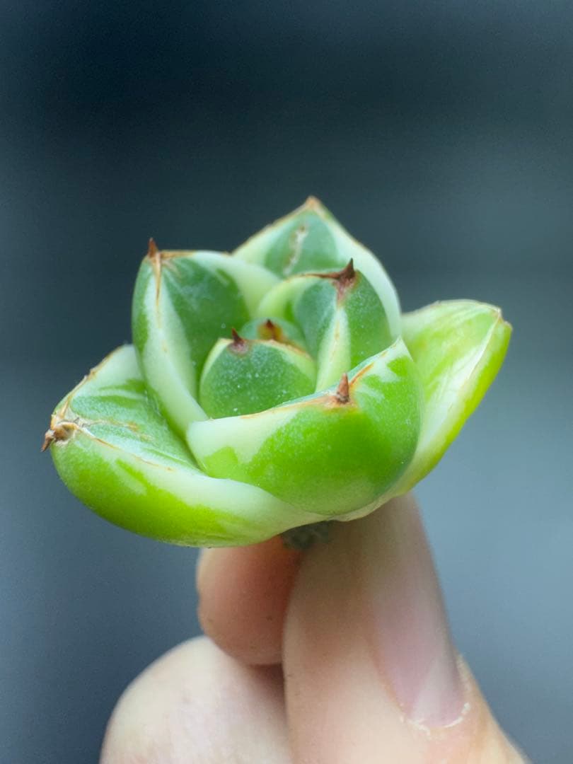 M*g様 アガベ ピンキー “王妃笹の雪A型” 白覆輪斑 - メルカリ