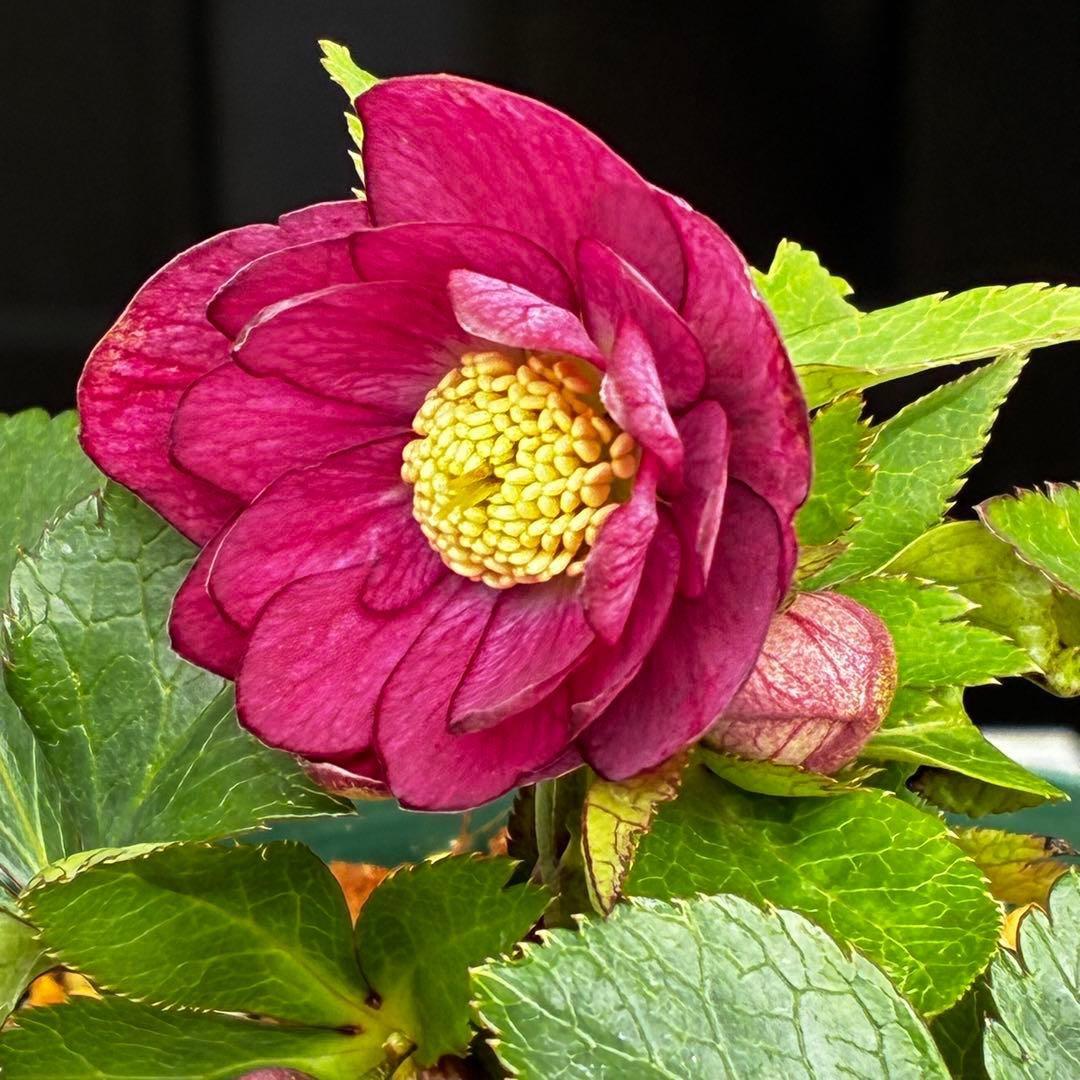 ま*ぎ様 3538☘️蕾花タグ付き☘️⭐️渋み紅ピンク⭐️超小輪⭐️超コンパクト