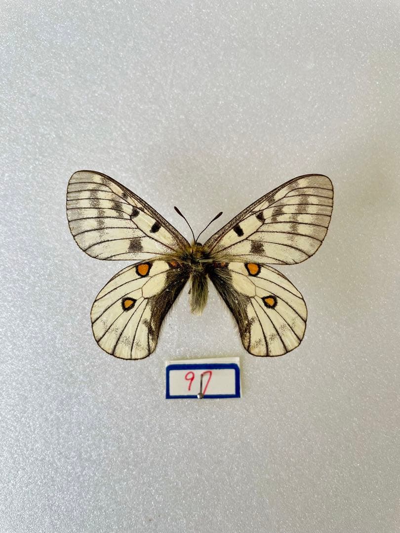 シワバネクワガタ 10匹セット