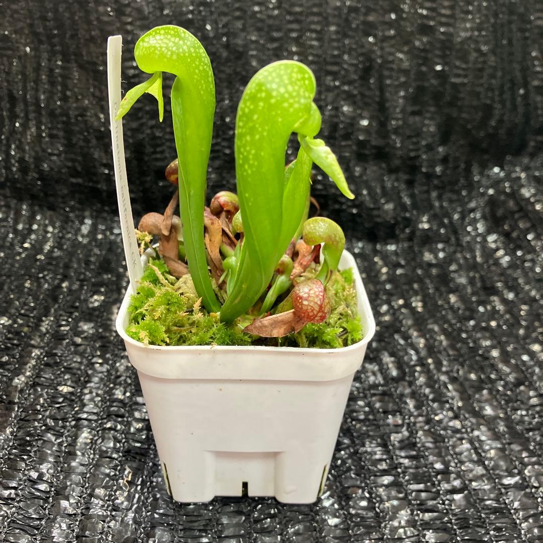 食虫植物 Darlingtonia californica ダーリングトニア - メルカリ