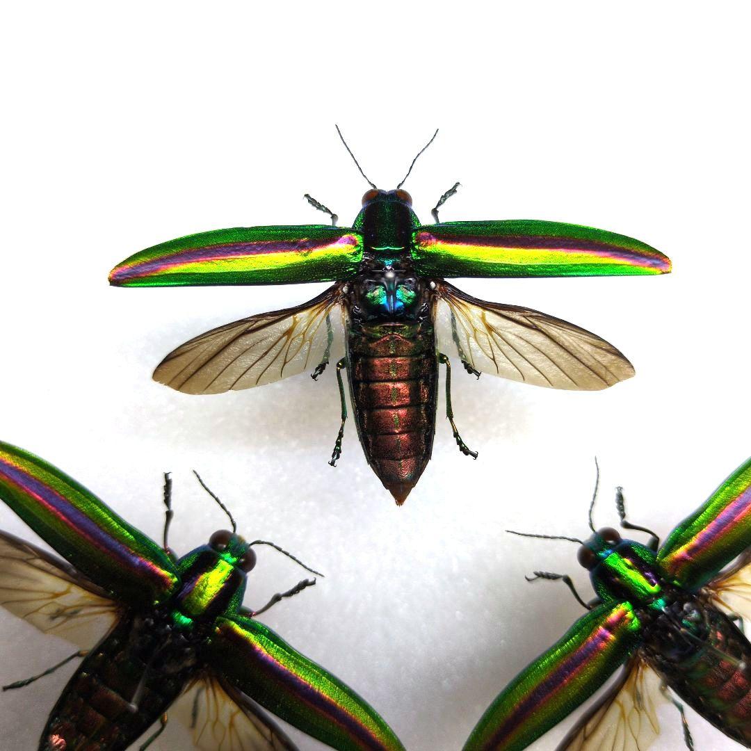 虹色の昆虫標本 3匹セット - メルカリ