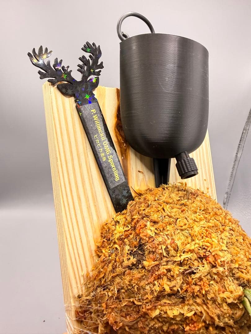 極大サイズ ビカクシダP.willinckii OMG spore - メルカリ