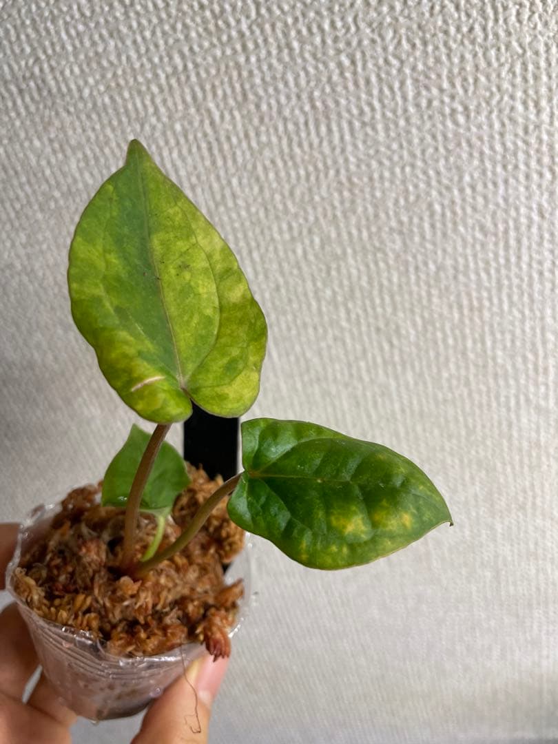 J*様 Anthurium AOS✖️RVDP斑入り - メルカリ