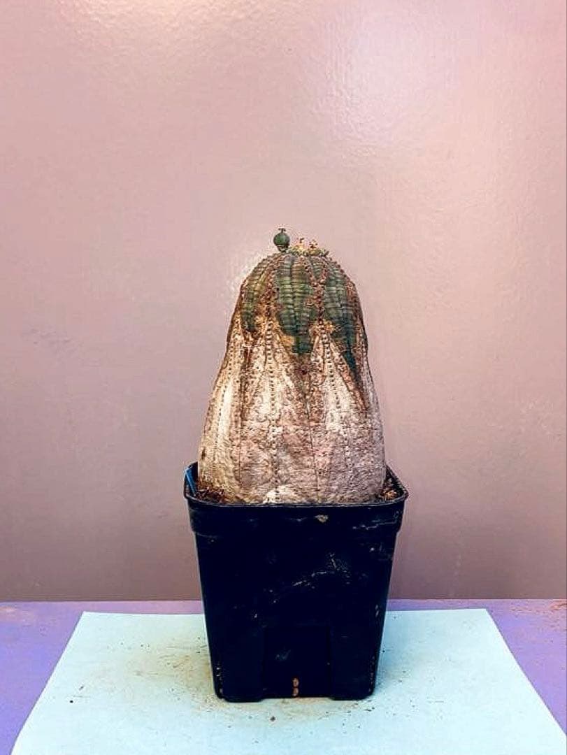 《3号B》ユーフォルビア　オールド　オベサ　雌株