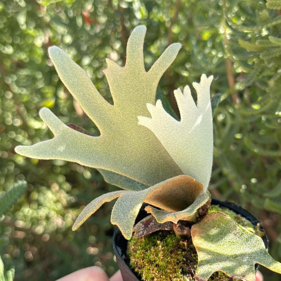 P. willinckii ’Jenny’ TC 3405 成長記録 P. willinckii jenny (tc) なかなか良い😊 #platycerium