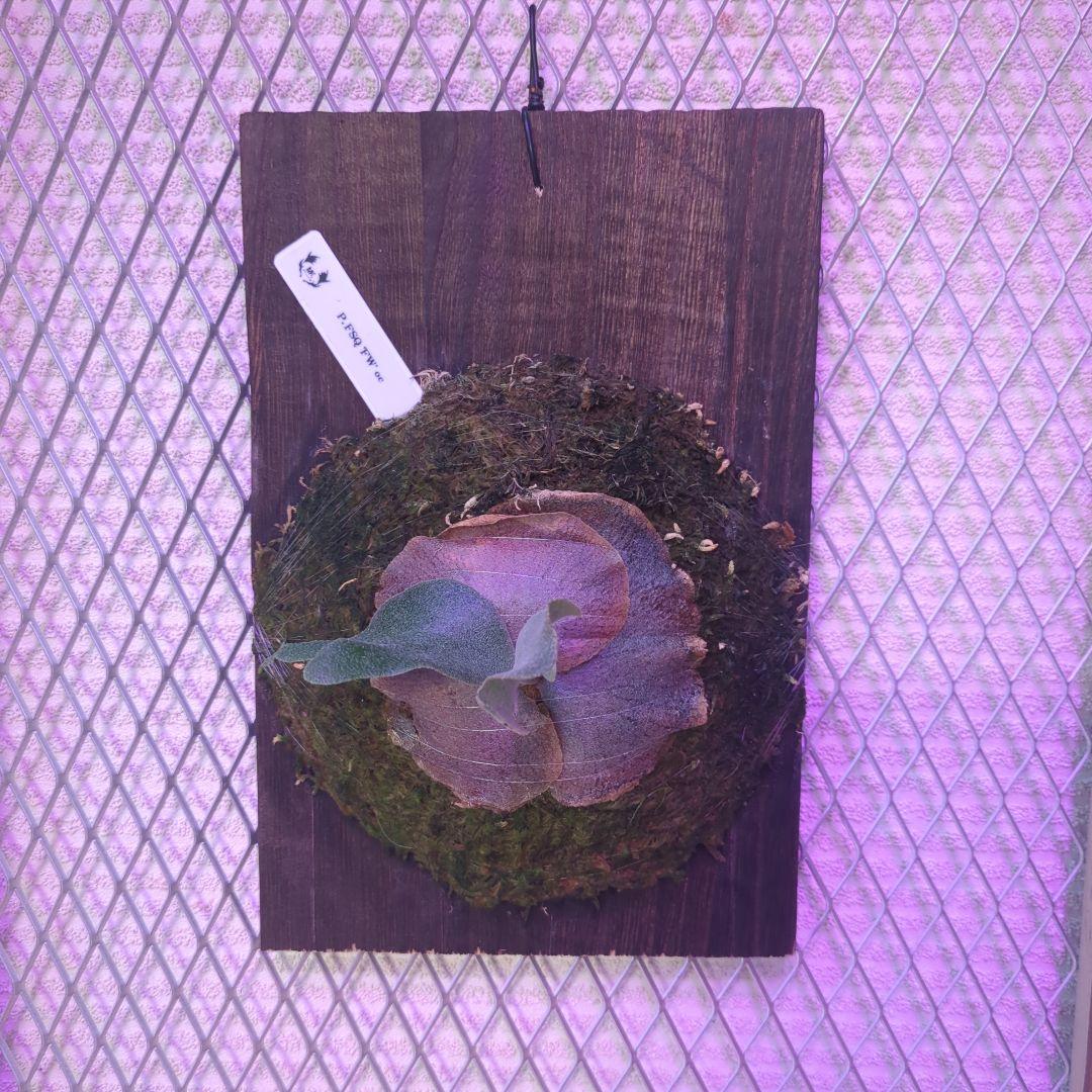 わ*ち様 【期間限定出品】P.FSQ 'FW' oc/ビカクシダ - メルカリ