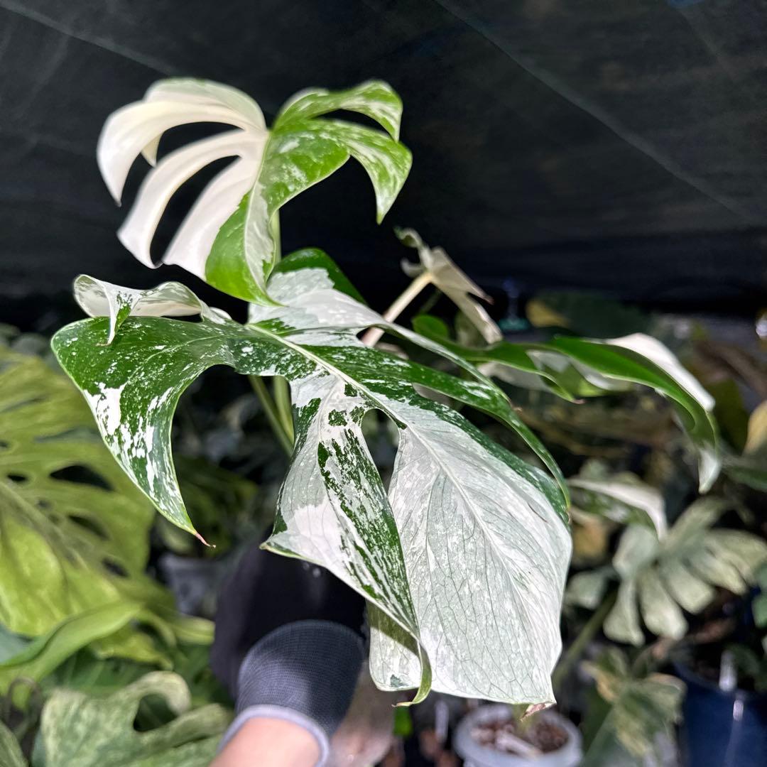 ALB2 モンステラ ボルギシアナ アルボ ホワイトタイガー白斑 健康