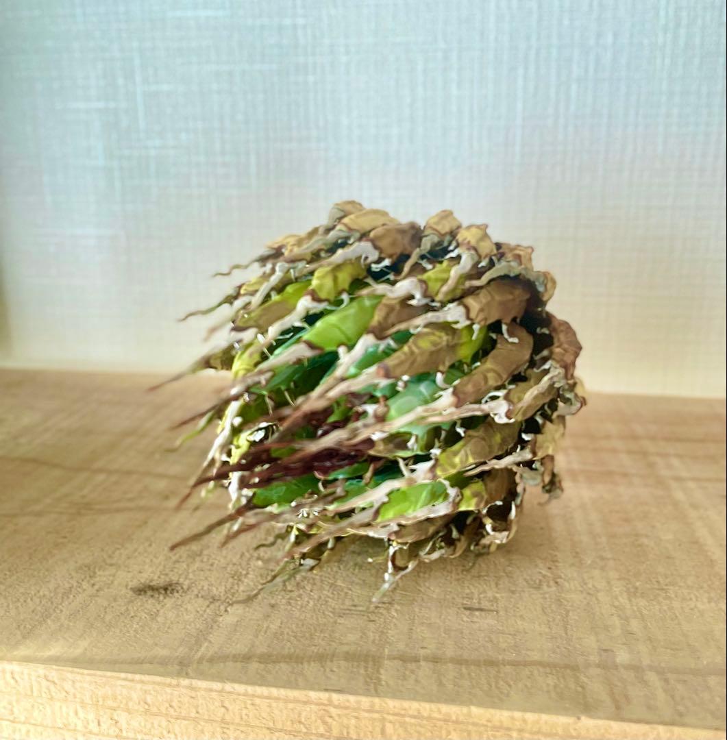 今だけ特売！【陽炎】エボリスピナ厳選美型株！締まった優良株！抜苗/第四種郵便！