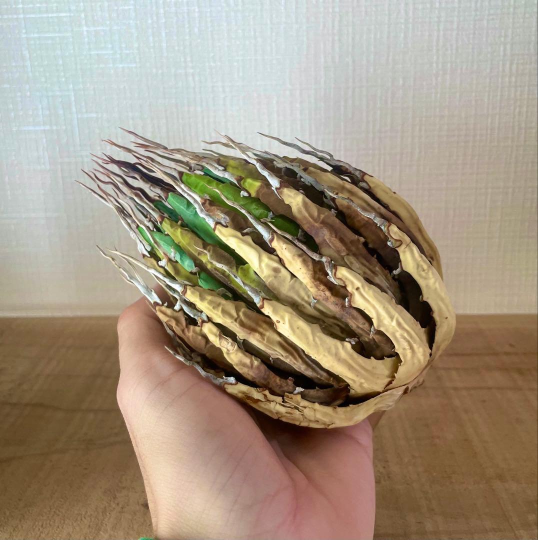 今だけ特売！【陽炎】エボリスピナ厳選美型株！締まった優良株！抜苗/第四種郵便！