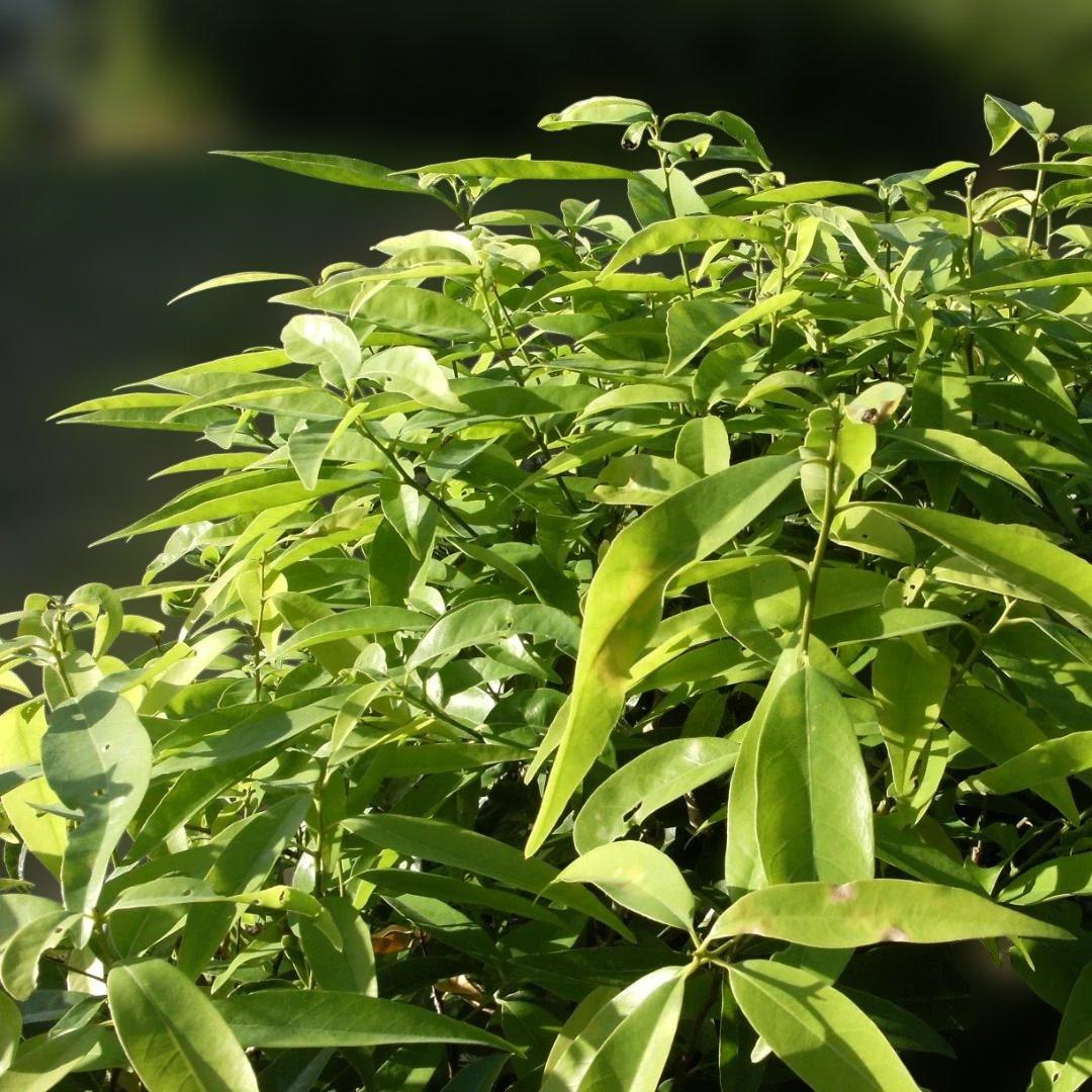 フジフイルム FinePix j50 8.2MP コンパクトデジタルカメラ