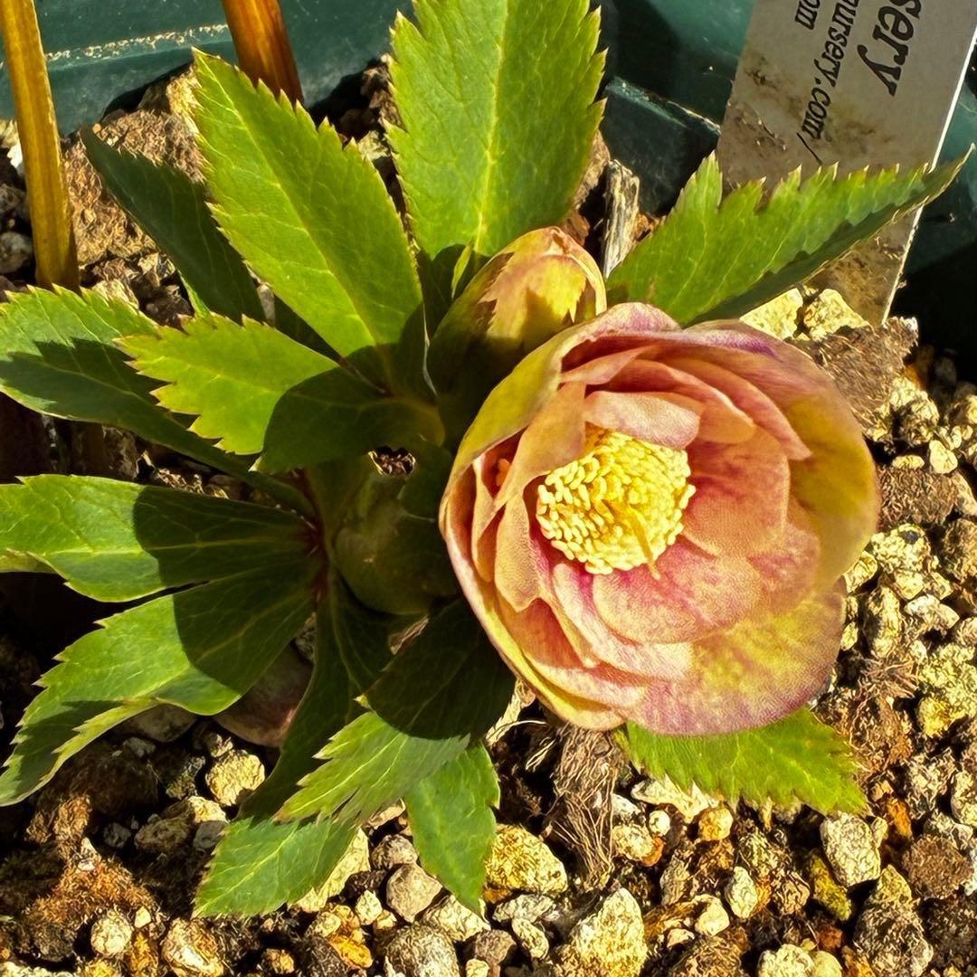 m*t様 3475☘️ラスト2☘️蕾タグ付☘️超希少☘️⭐️ノスタルジア⭐️超小