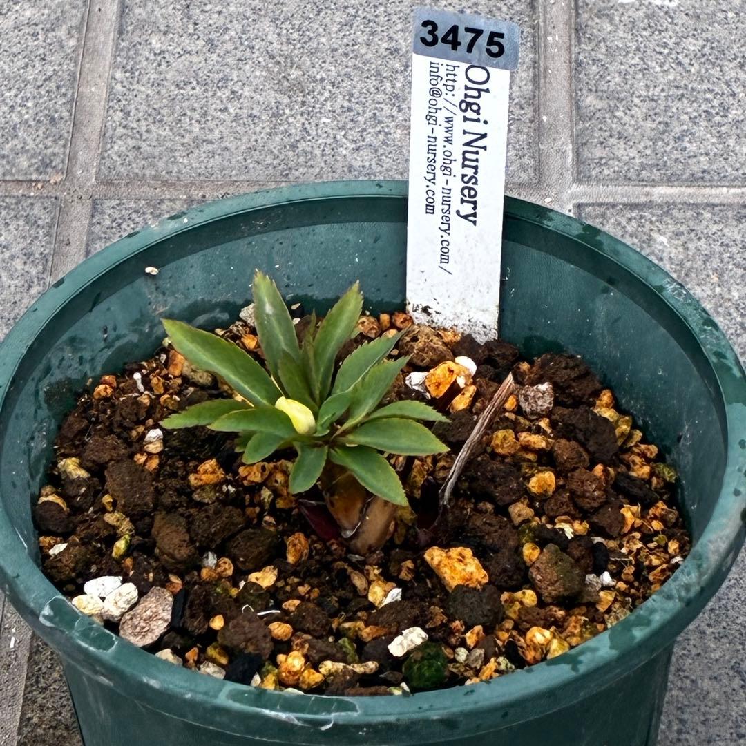 m*t様 3475☘️ラスト2☘️蕾タグ付☘️超希少☘️⭐️ノスタルジア⭐️超小