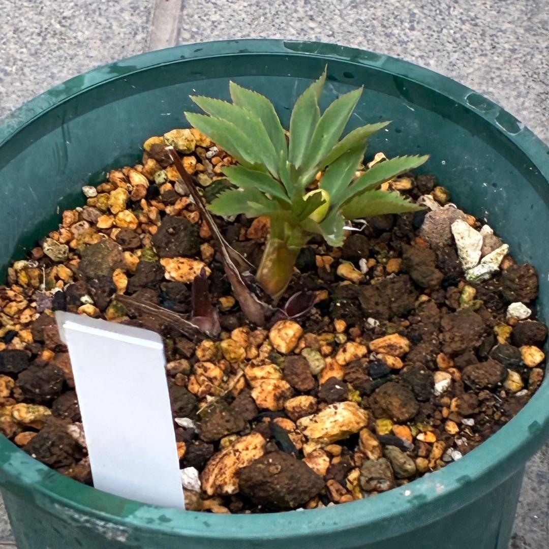 m*t様 3475☘️ラスト2☘️蕾タグ付☘️超希少☘️⭐️ノスタルジア⭐️超小