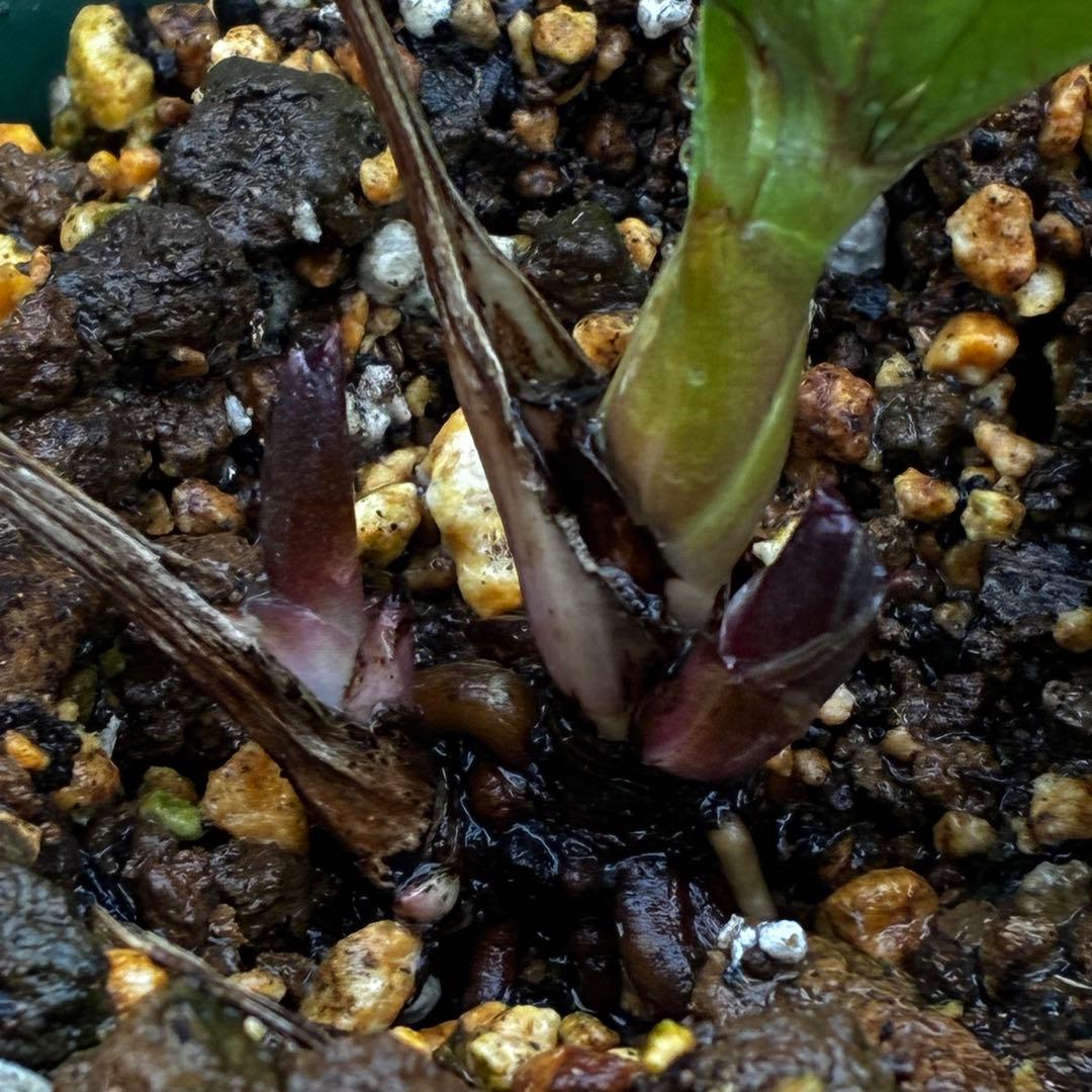 m*t様 3475☘️ラスト2☘️蕾タグ付☘️超希少☘️⭐️ノスタルジア⭐️超小