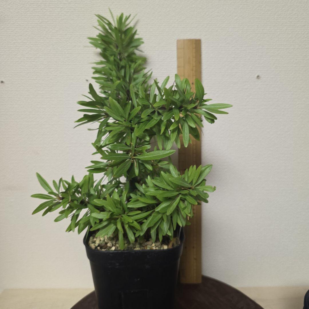 フォークイエリア プルプシー 実生の挿し木です No.D 【塊根植物】実生