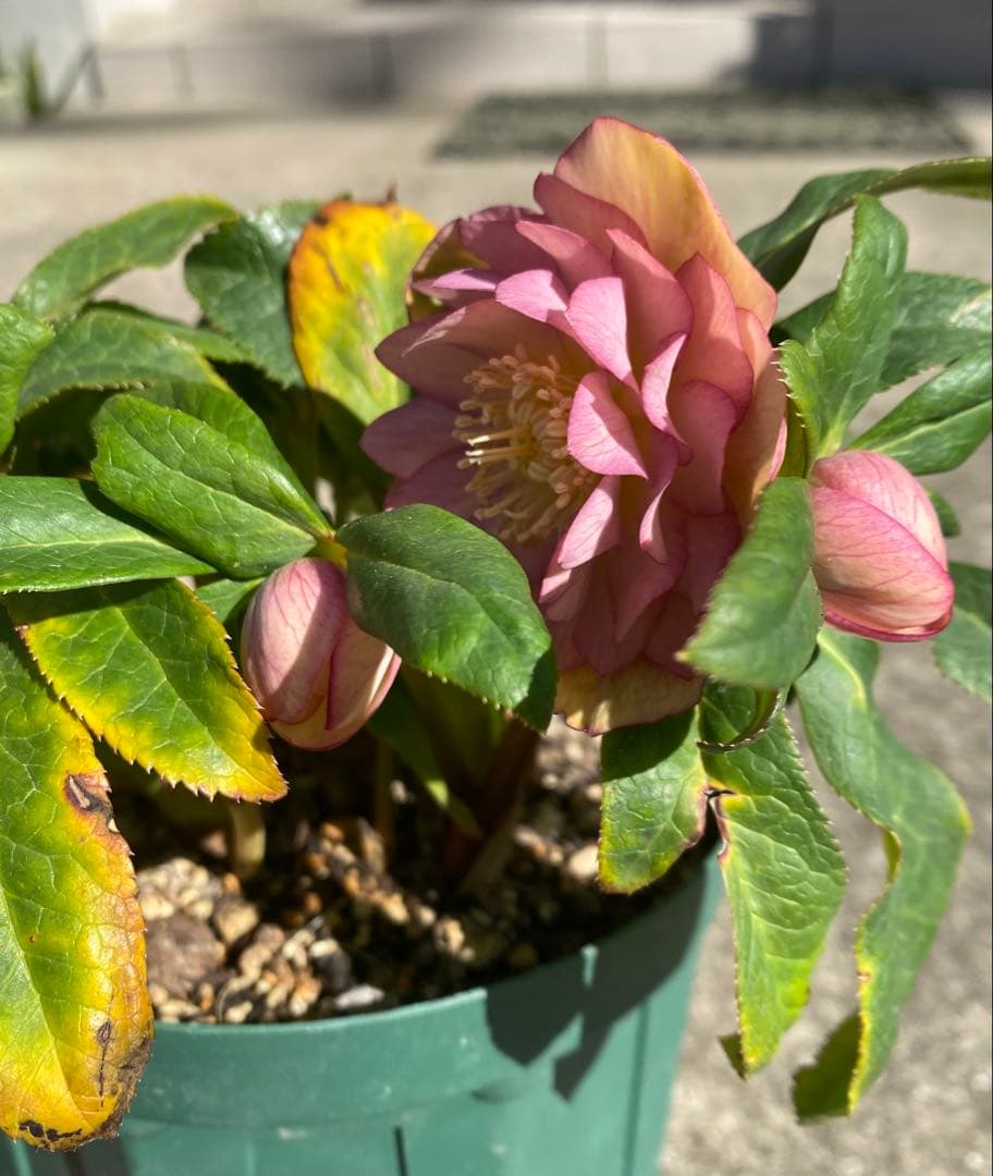 クリスマスローズ 『ディオーネ 』 加藤農園 認定 - メルカリ