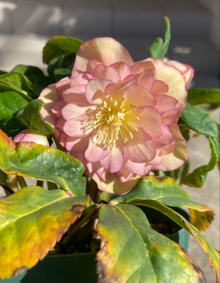 クリスマスローズ 『ディオーネ 』 加藤農園 認定 - メルカリ