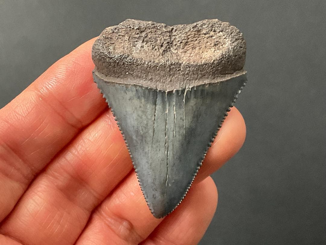 サメの歯 [GR215] ホホジロザメ ホオジロザメ 化石 希少 レア 楽天市場】ホホジロザメ 歯 化石 原石 モロッコ産種類お任せ【約8g~約