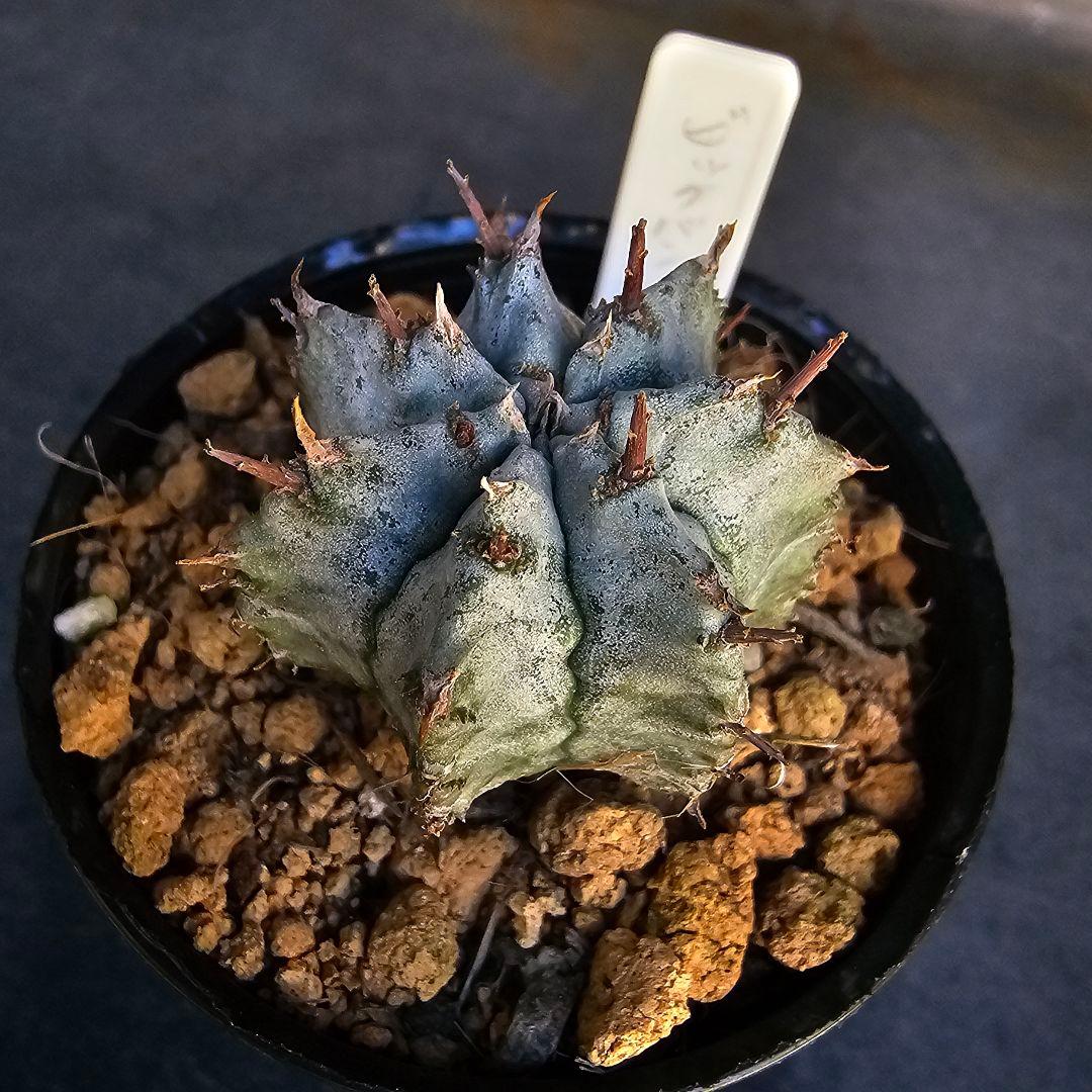 メルカリ便発送&ロウルサンコさんラベル付き☆ユーフォルビア ホリダ