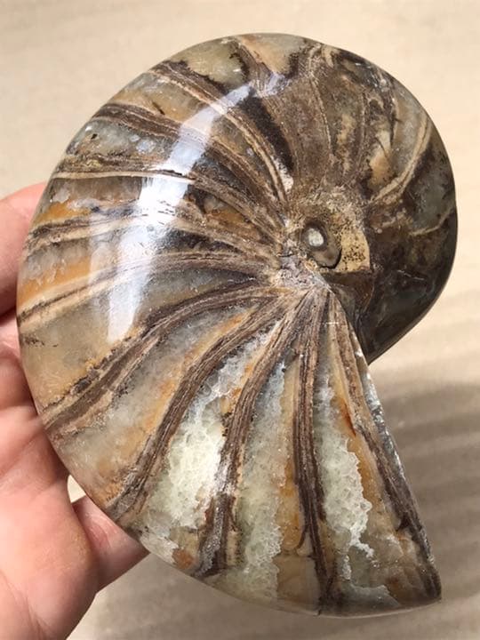 マダガスカル産 オウムガイ化石（ノーチラス・アンモナイト）大サイズ