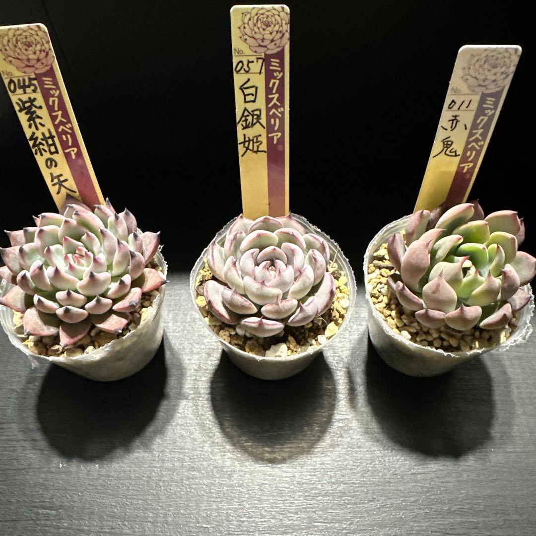 ゆ*ま様 おらいさん苗10点セット まだまだ成長お楽しみに♡