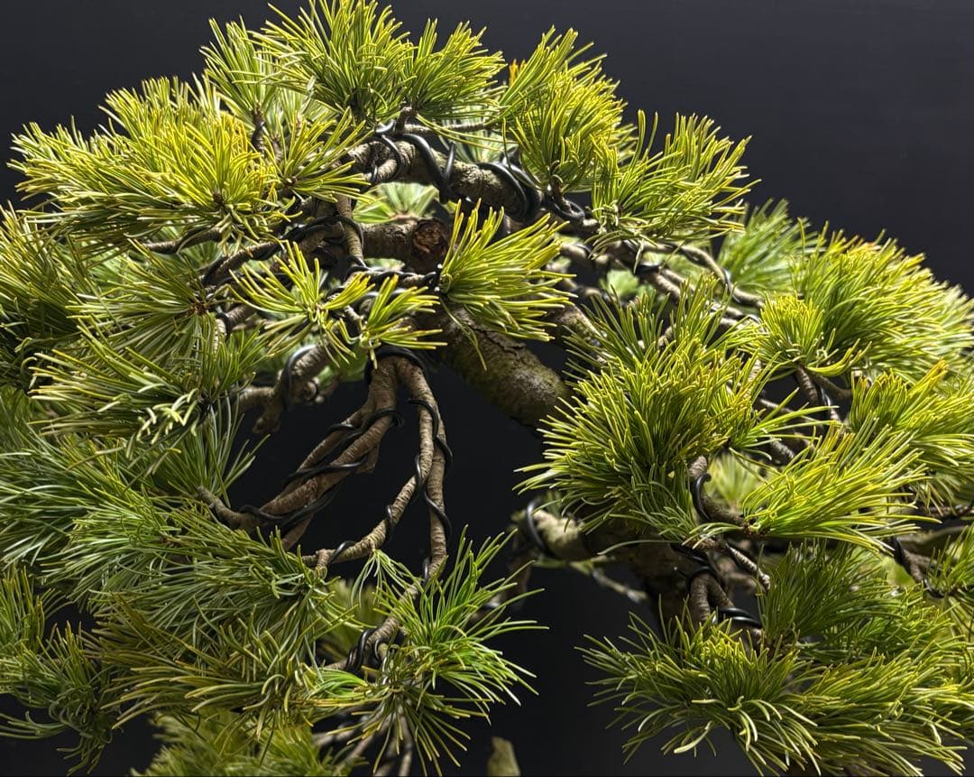 盆栽]五葉松/山採り//黒松/真柏