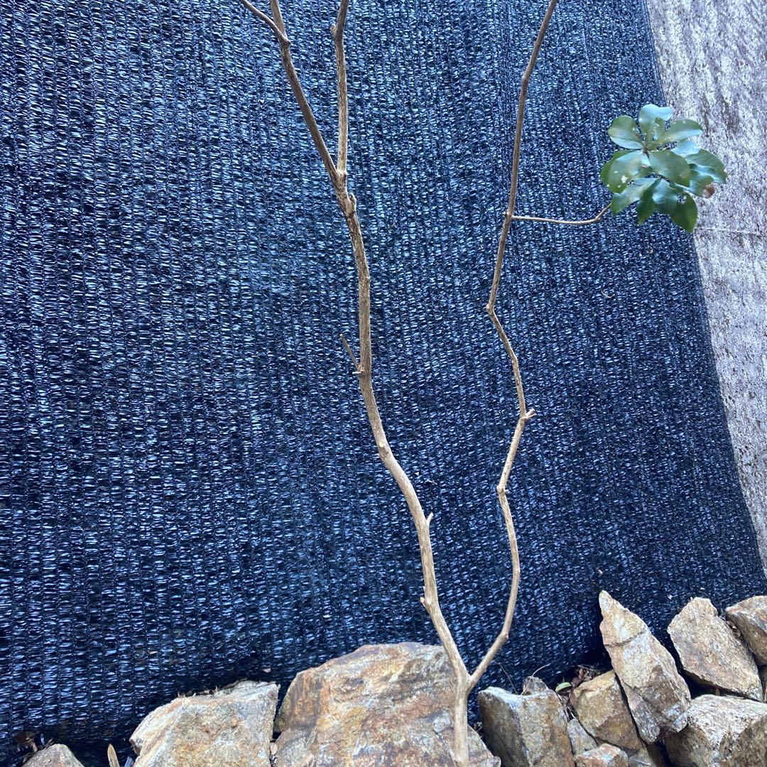 山採り アセビ 馬酔木 約170センチ - メルカリ