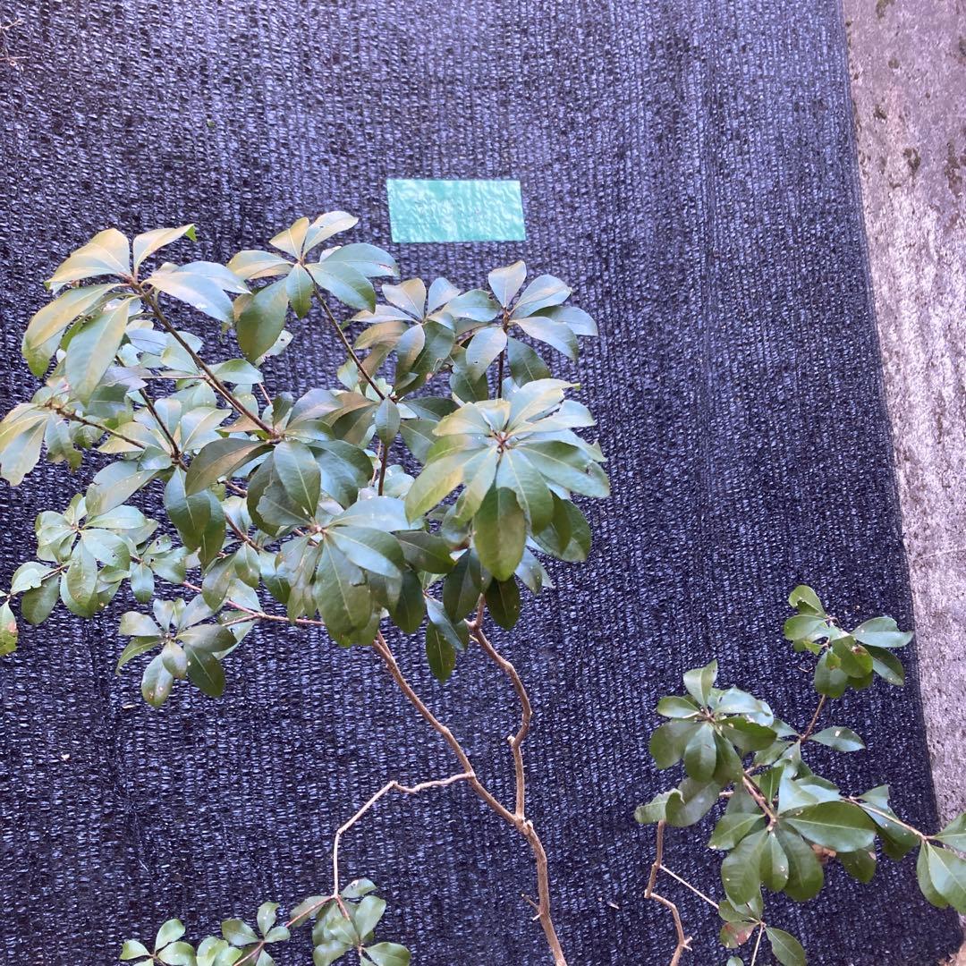 山採り アセビ 馬酔木 約170センチ - メルカリ